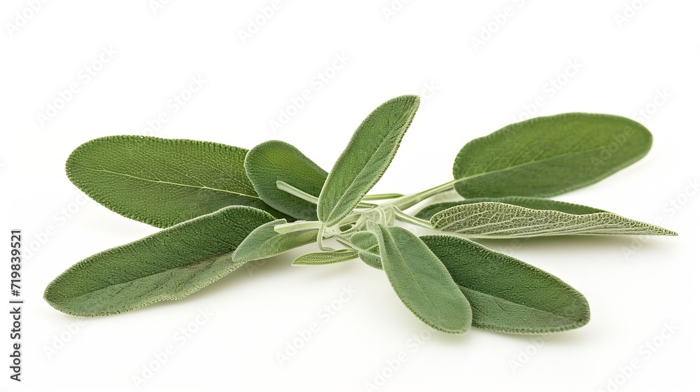 Sage leaves isolated on white background, full depth of field : Generative AI