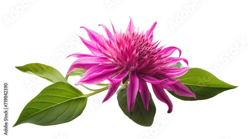 Bee Balm flower isolated on a transparent background