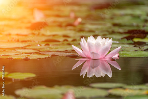 Pink lotus water lily flower in pond, waterlily with green leaves blooming