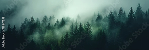 misty autumn coniferous evergreen forest with fog in the mountains, Misty landscape with fir forest in hipster vintage retro style. dark green forest lanscape panorama