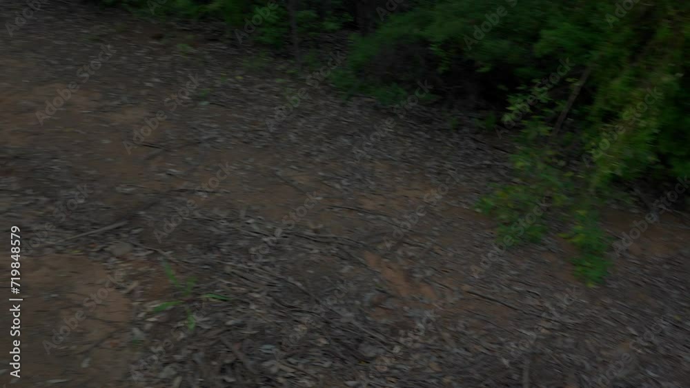 Panning from downhill to show the ascent up a hiking trail in the forests of Denmark, Western Australia. Panning from downhill to show the ascent up a hiking trail in the forests of Denmark, Western Australia.
