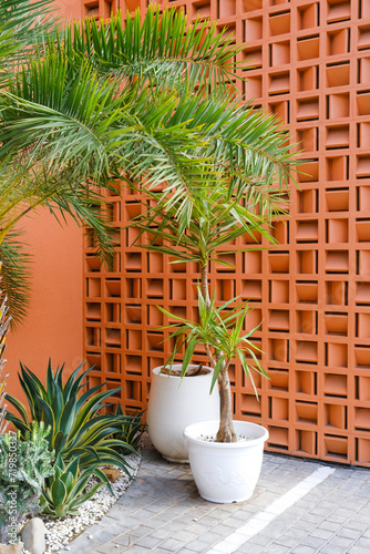 Tropical palm tree in a white pot against an orange lattice background © mariiaplo