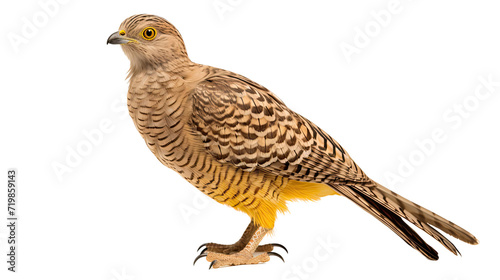 Buteogallus bird isolated on a transparent background photo