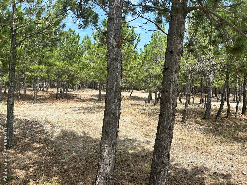 Obraz premium rows of trees