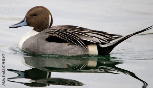 Pintail duck on the water