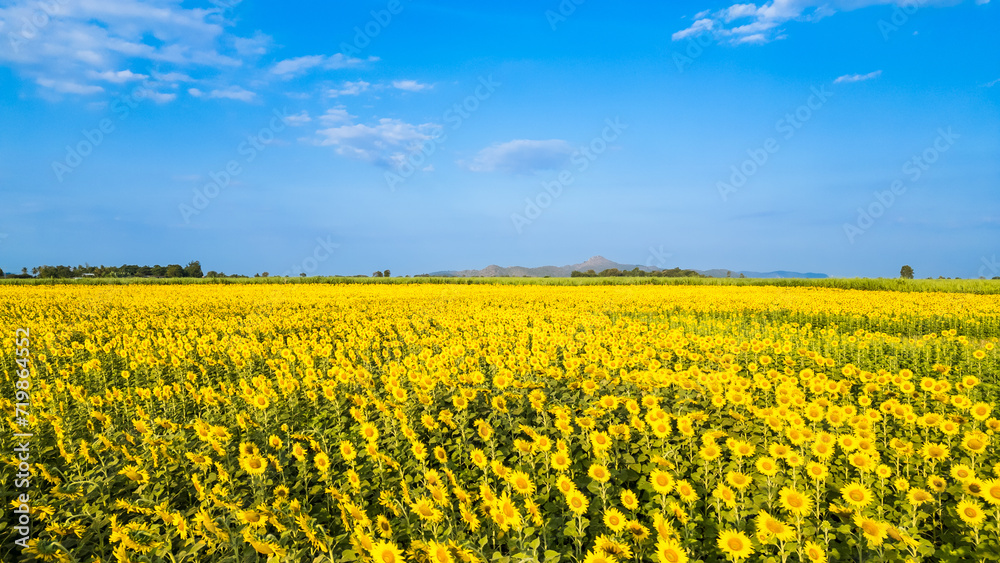 Beautiful sunflower flower blooming in sunflowers field. Popular tourist attractions of Lopburi province. flower field on winter season