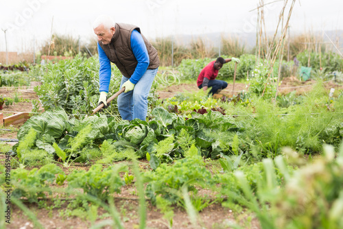 Elderly worker spuds plants in a garden