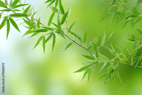 Bamboo leaves on green background  with copy space for text