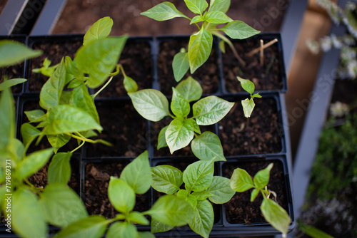 A seedling tray full of pepper plants wait to be planted into a garden. Some leaves are sun burnt.Pepper plants can take a long time to germinate, and benefit from being started ahead of time