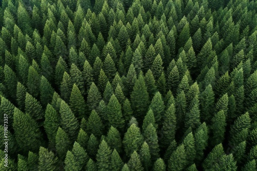 Aerial view of coniferous forest, Top view from drone