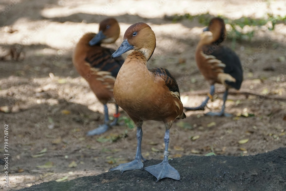 Closeup of a beautiful Fulvous whistling duck Closeup of a beautiful Fulvous whistling duck