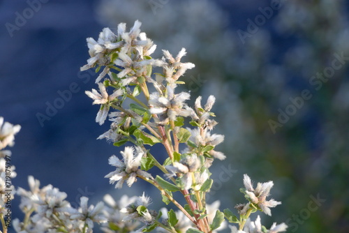 Photography Coyote Bush flowers blooming in the East Bay Hills near San Francisco, Californi