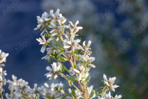 Coyote Bush flowers blooming in the East Bay Hills near San Francisco, California