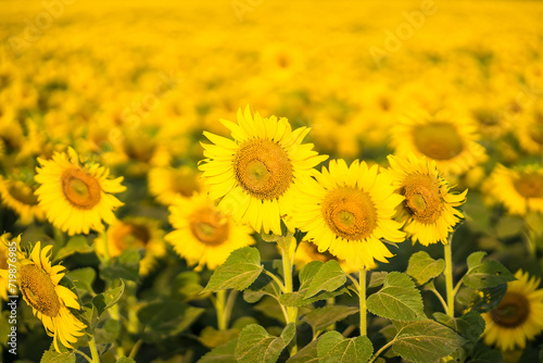 Sunflower blooming in sunlight.Thailand.