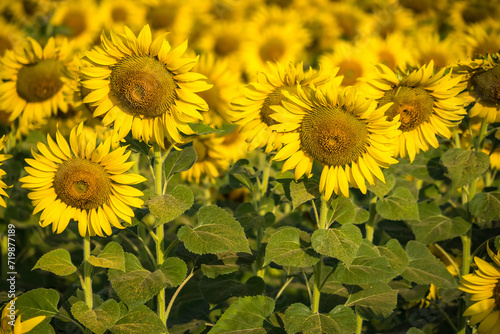 Sunflower blooming in sunlight.Thailand.