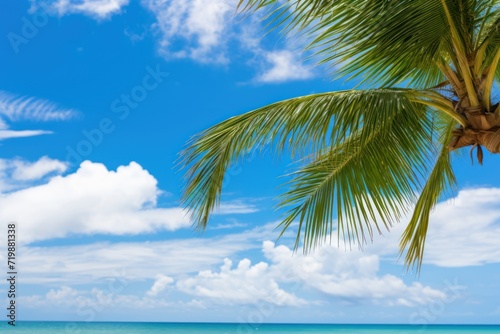  Palm tree on tropical beach with blue sky and white clouds 