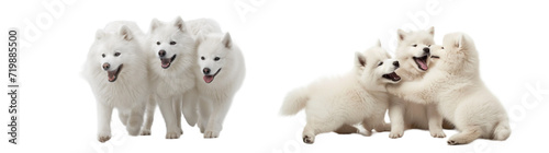 Front view Samoyed dogs set collection in 3d png transparent wallpaper. Created using generative AI.