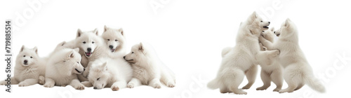 Fluffy Samoyed dogs front view collection in png no background for decoration. Created using generative AI. © Sun