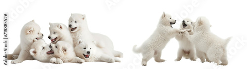 Samoyed dogs family set in 3d png transparent wallpaper. Created using generative AI. © Sun