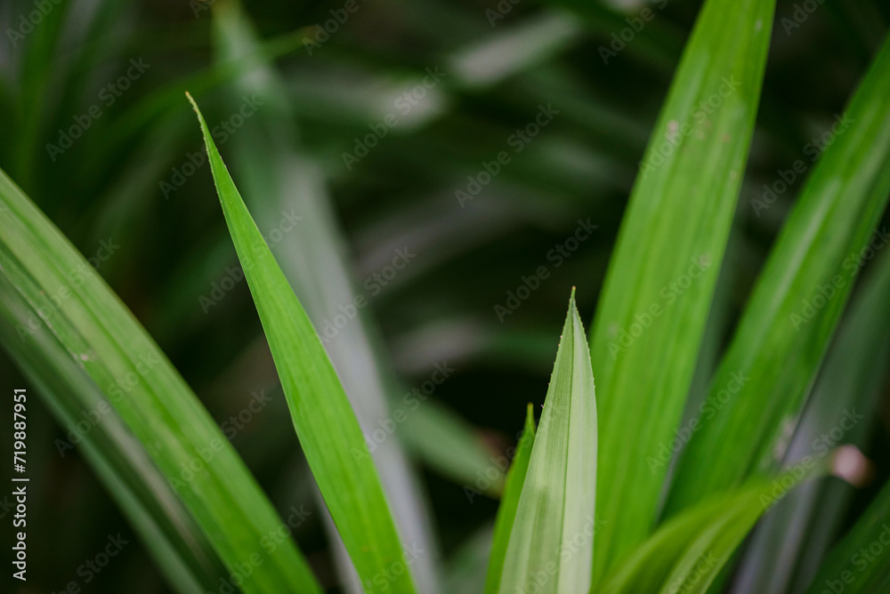 Abstract, nature Green leaf background and beautiful wallpaper. Abstract, nature Green leaf background and beautiful wallpaper.