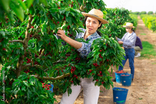 Portrait of smiling woman harvesting ripe cherry on farm