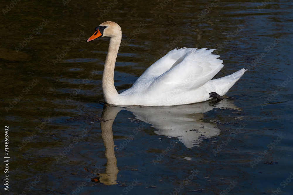 Naklejka premium Swan on the water surface. Side view