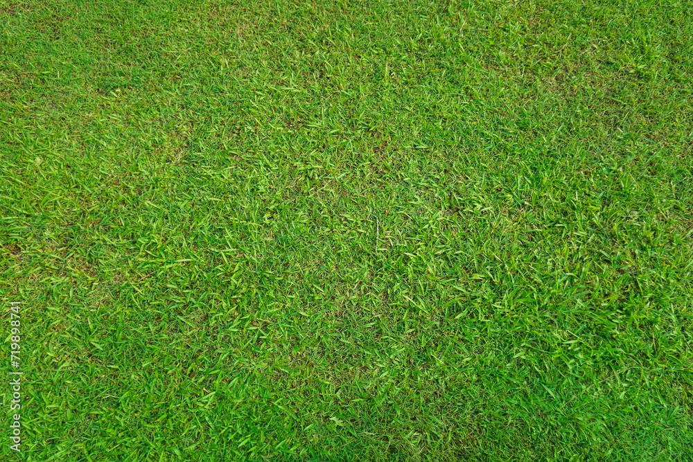 Obraz premium Green grass texture for background