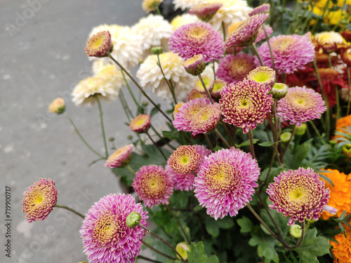 Chrysanthemums, sometimes called mums or chrysanths, are flowering plants of the genus Chrysanthemum in the family Asteraceae. They are native to East Asia and northeastern Europe. 