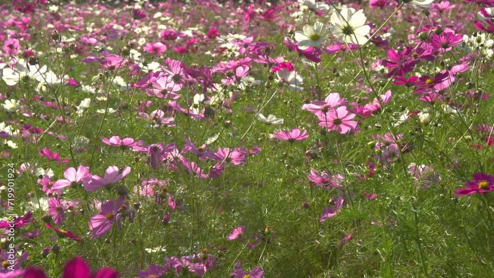 handheld pan shot of a field of cosmos flowers shining bathed in sunlight. SLOW MOTION