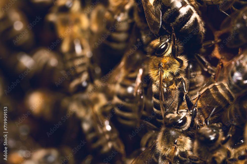 Pszczoła miodna na plastrze, Pszczoła miodna w ulu, Pszczela rodzina, plaster pszczeli, pszczeli dom, pszczoły w ulu, apis mellifera w ulu.  - obrazy, fototapety, plakaty 
