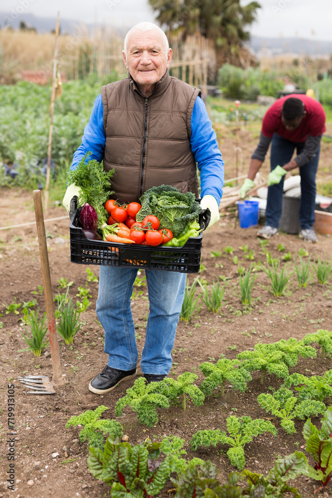 Fototapeta premium Satisfied pensioner holds a box of vegetables