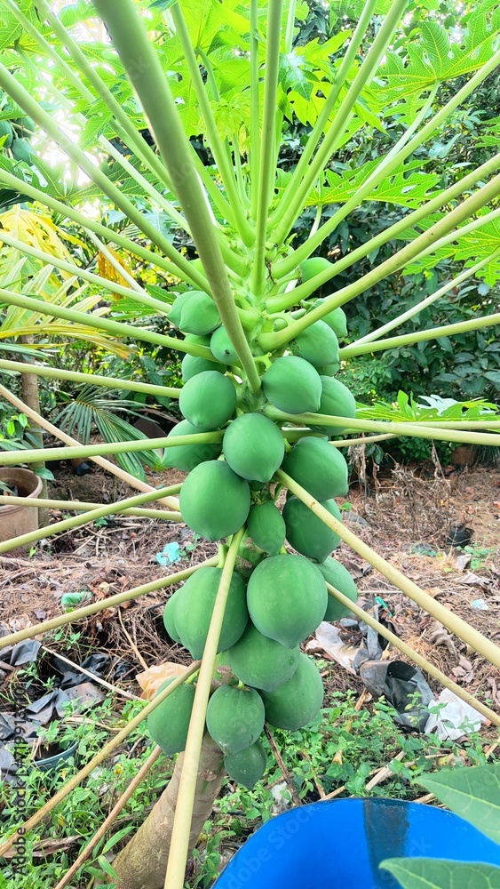Obraz premium Green pappaya fruits in the garden 