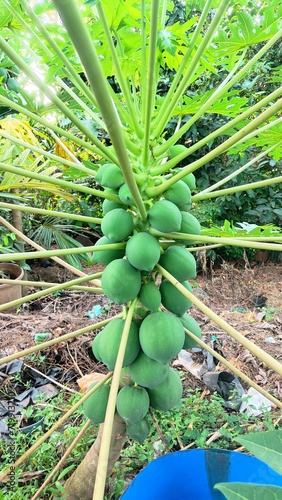 Green pappaya fruits in the garden 
