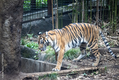 Tokyo  Japan  31 October 2023  Tiger pacing in its zoo habitat.