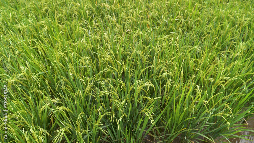 Obraz premium Rice Field Green agriculture ecosystem Asian rice paddy field Vietnam green farm. Harvest agriculture planting cultivation golden green rice terraces in organic farm with tropical natural sunrise.