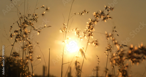 Grass field sunset Beautiful landscape with grasses meadow on sunlight. Countryside heaven amazing field scene grass meadow on sunbeam nature dawn. Sunset dawn landscape vibrant scenery horizontal