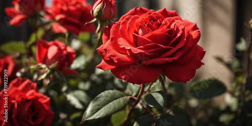 red rose in garden Valentine s Day romantic Background