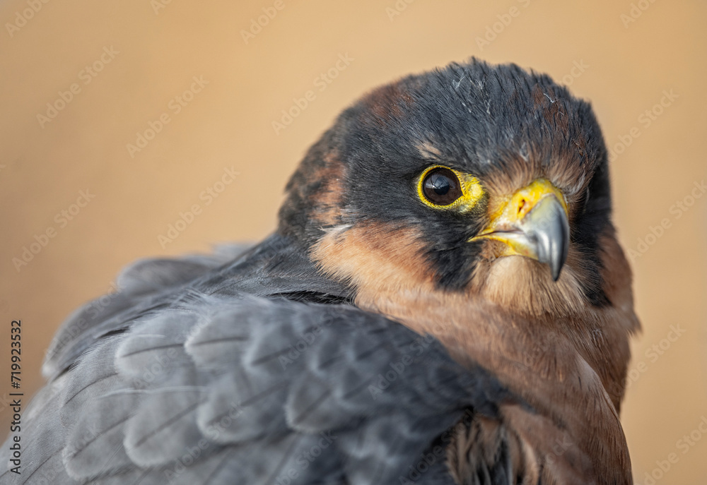 Fototapeta premium red tailed hawk