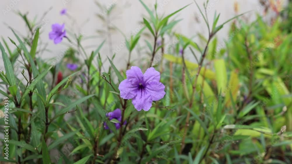 Blooming Purple Flower in Greenery Blooming Purple Flower in Greenery