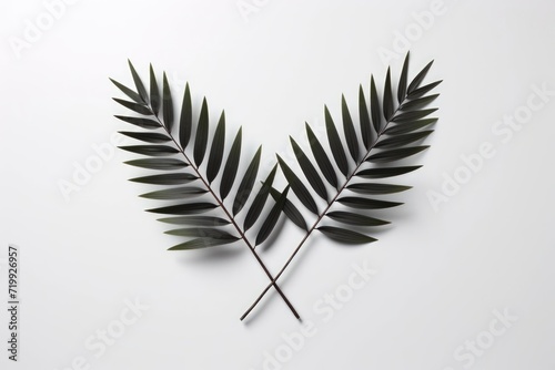 Two branches adorned with leaves stand against a clean white background, creating a minimalist and visually appealing composition.