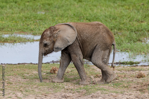 baby elephant with its mother in Amboseli NP