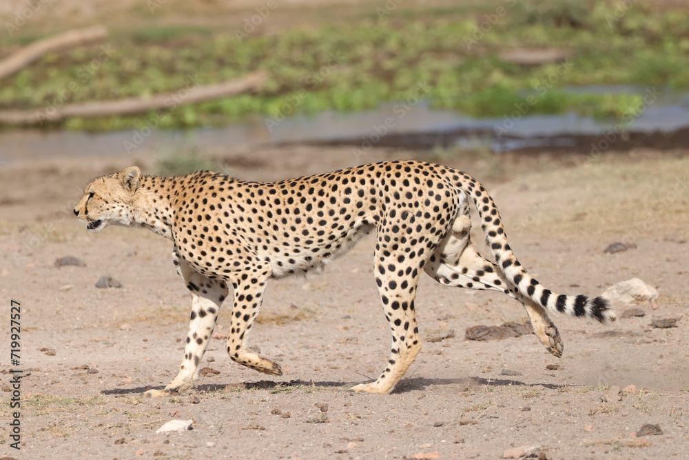 one single cheetah in the savannah of Amboseli NP one single cheetah in the savannah of Amboseli NP