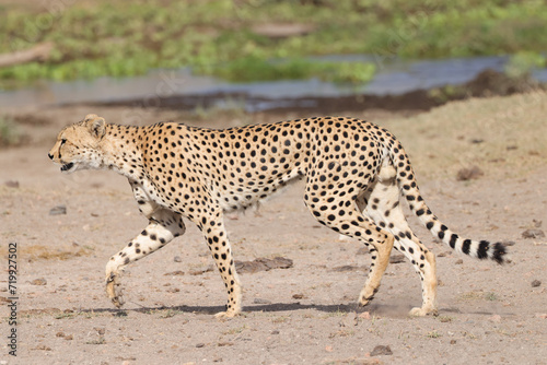 one single cheetah in the savannah of Amboseli NP
