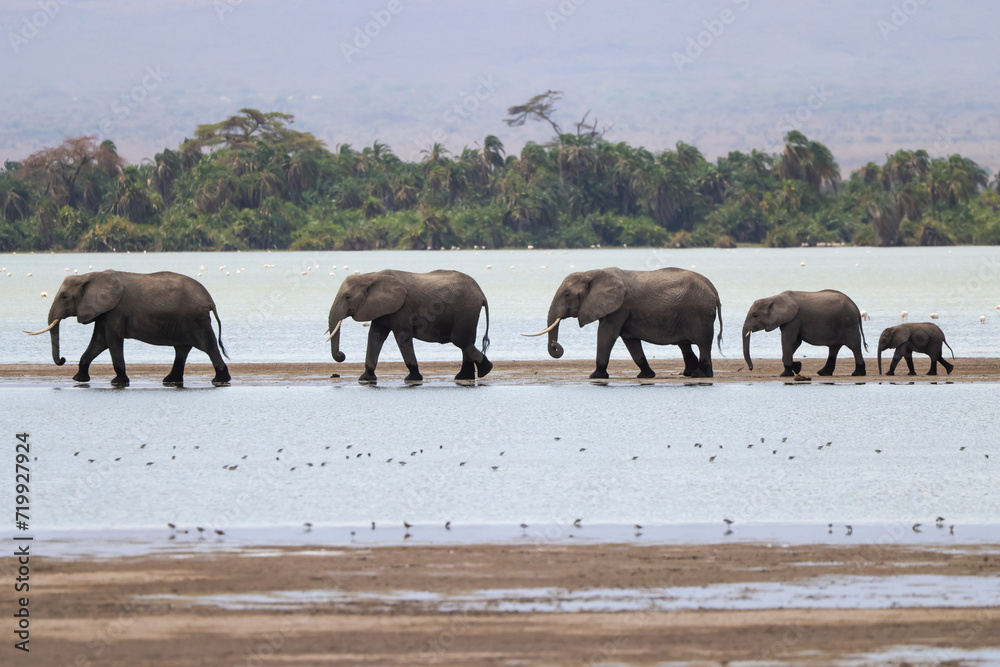 a herd of elephants in a row crosses the shallow water of a lake in Amboseli NP a herd of elephants in a row crosses the shallow water of a lake in Amboseli NP