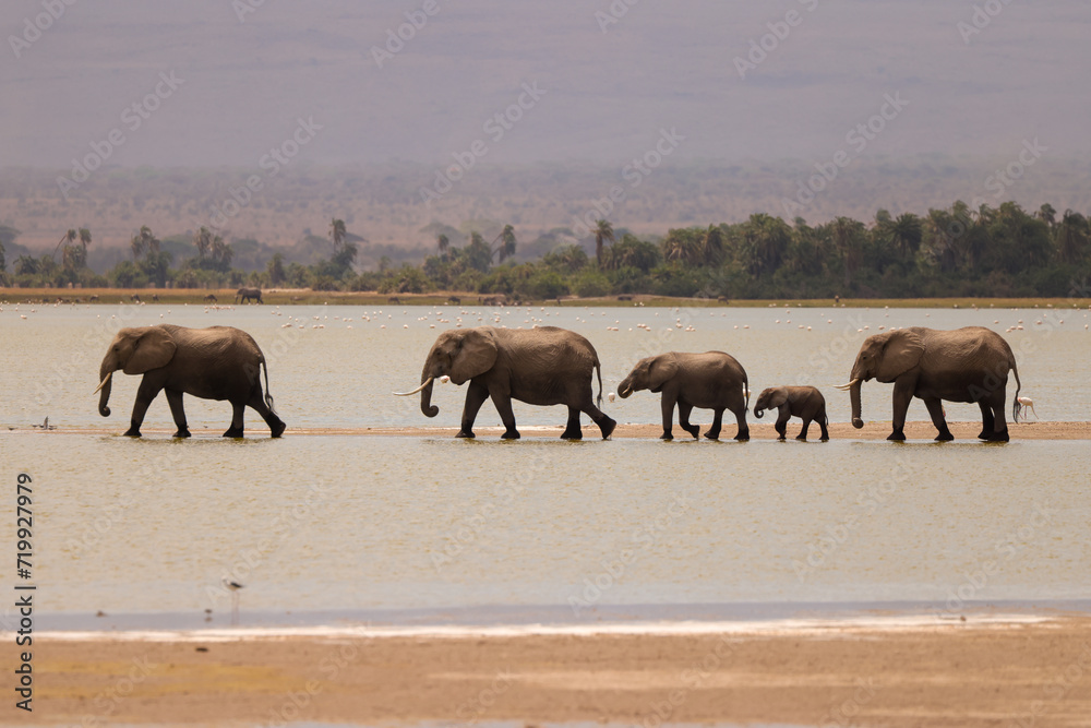 a herd of elephants in a row crosses the shallow water of a lake in Amboseli NP a herd of elephants in a row crosses the shallow water of a lake in Amboseli NP
