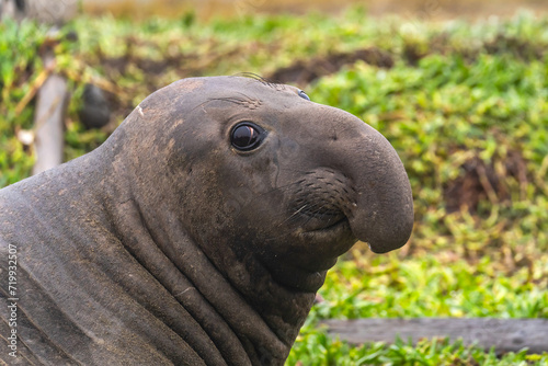 Portrait of a male elephant seal