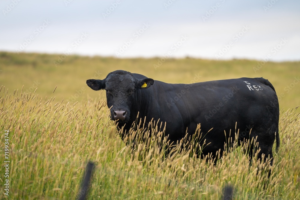 beautiful cows on a farm, beef cattle production in a hot summer, Stud Angus cows in a field free range beef cattle beautiful cows on a farm, beef cattle production in a hot summer, Stud Angus cows in a field free range beef cattle