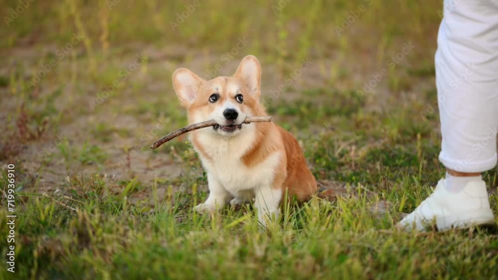 Welsh Pembroke Corgi sits on the grass park, wants to chew a stick, the owner sneaks up to take it away. Concept of pets, danger of injury, having fun together, friendship, caring for animals. Rapid. Welsh Pembroke Corgi sits on the grass park, wants to chew a stick, the owner sneaks up to take it away. Concept of pets, danger of injury, having fun together, friendship, caring for animals. Rapid.