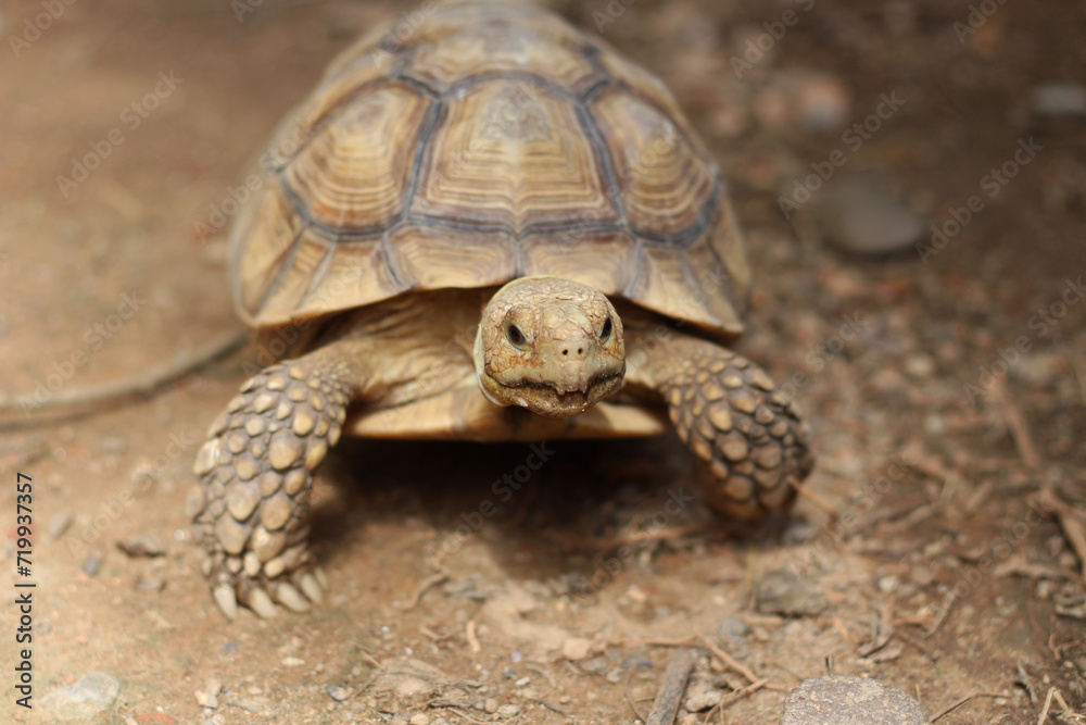 African Sulcata Tortoise Natural Habitat,Close up African spurred tortoise resting in the garden, Slow life ,Africa spurred tortoise sunbathe on ground with his protective shell ,Beautiful Tortoise African Sulcata Tortoise Natural Habitat,Close up African spurred tortoise resting in the garden, Slow life ,Africa spurred tortoise sunbathe on ground with his protective shell ,Beautiful Tortoise