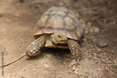 African Sulcata Tortoise Natural Habitat,Close up African spurred tortoise resting in the garden, Slow life ,Africa spurred tortoise sunbathe on ground with his protective shell ,Beautiful Tortoise © Aekkaphum